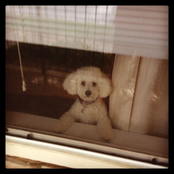 Bichon Frise on the window