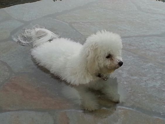 Bichon Frise lying on the water