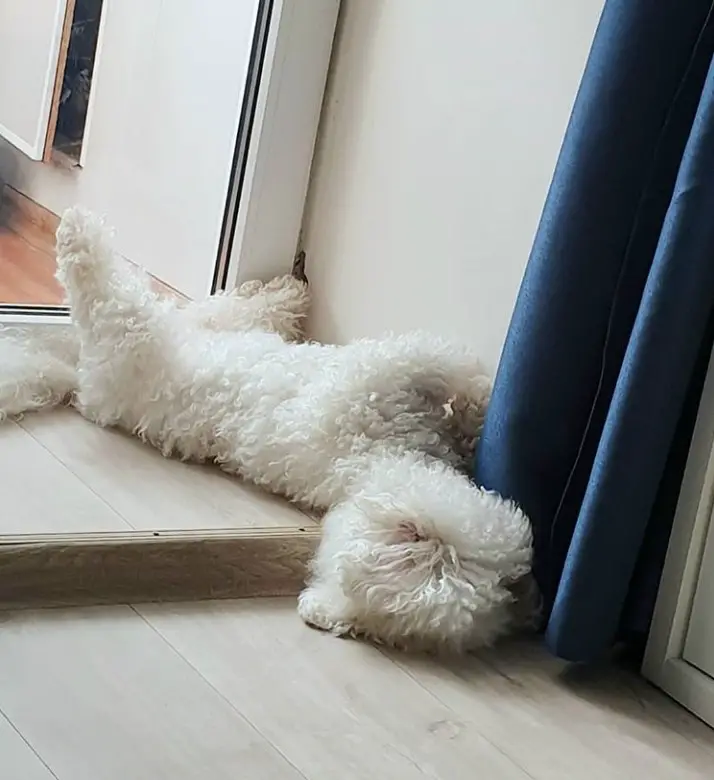 Bichon Frise lying on its back sleeping on the floor