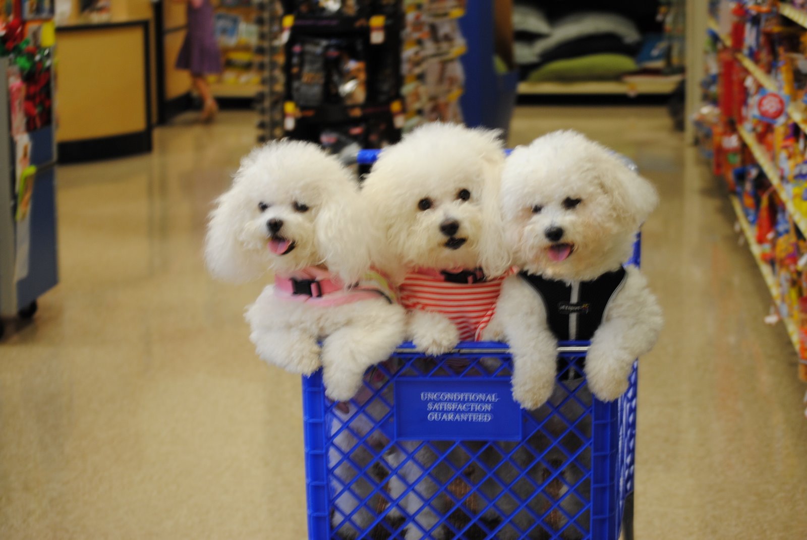 three Bichon Frise standing on the shopping cart