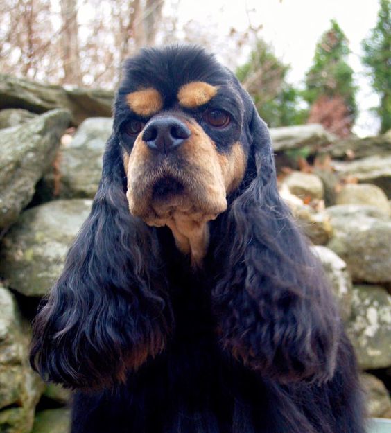 Black and Tan Cocker Spaniel in the forest