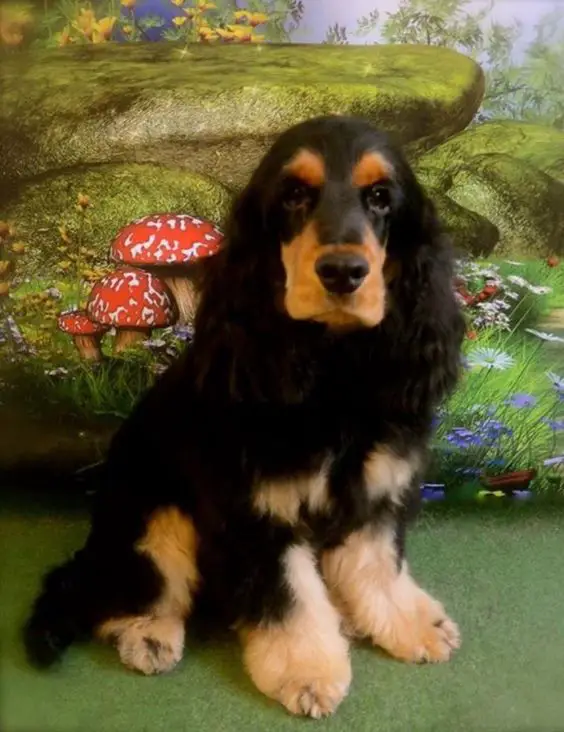 Black and Tan Cocker Spaniel sitting on the floor having a photo shoot with a forest background