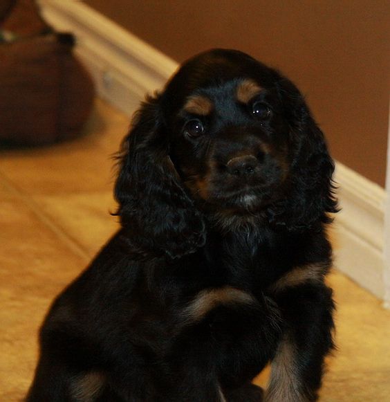 Black and Tan Cocker Spaniel puppy sitting on the floor