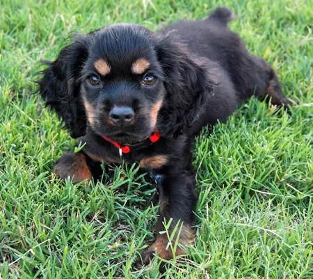 Black and Tan Cocker Spaniel puppy lying on the green grass