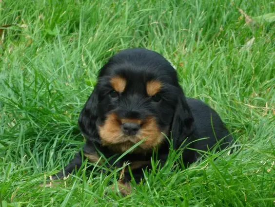 Black and Tan Cocker Spaniel puppy lying on the green grass