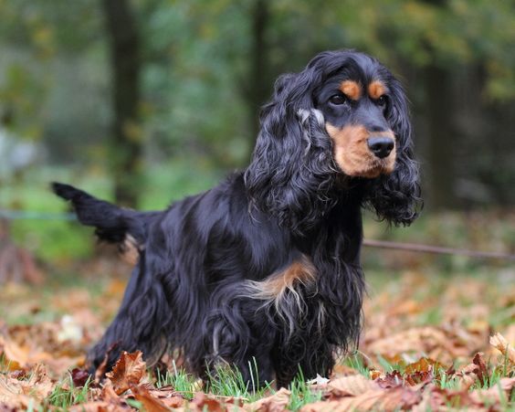 Black and Tan Cocker Spaniel with long curly hair taking a walk in the forest