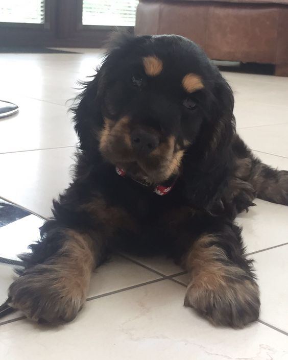 Black and Tan Cocker Spaniel puppy lying on the floor