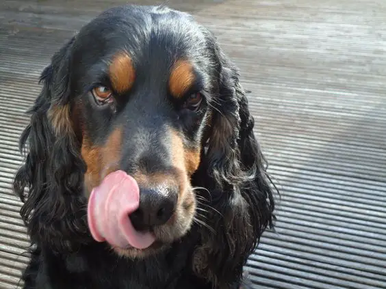 Black and Tan Cocker Spaniel licking its nose