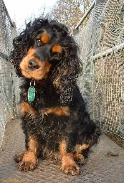 Black and Tan Cocker Spaniel sitting on the ground while tilting its head