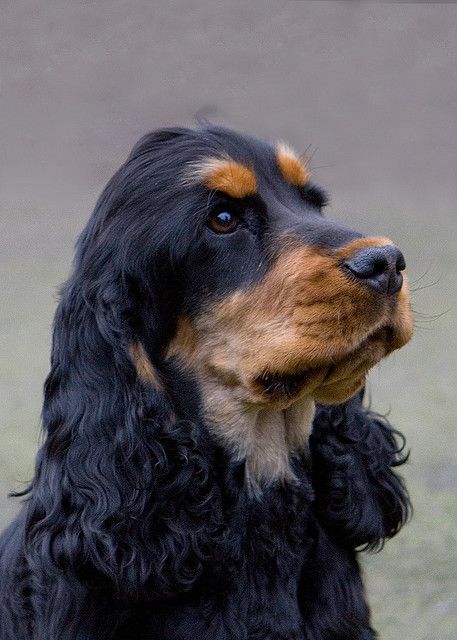 Black and Tan Cocker Spaniel looking up