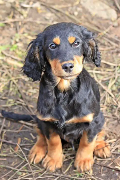 Black and Tan Cocker Spaniel sitting on the grass