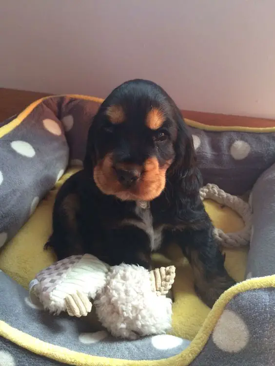 Black and Tan Cocker Spaniel puppy sitting on its bed