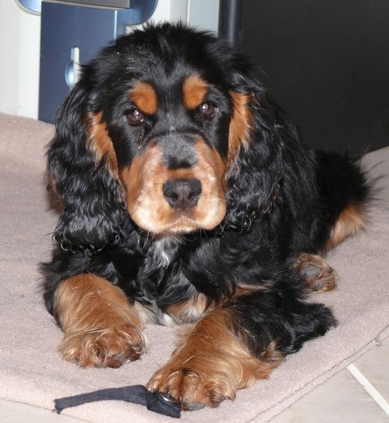 Black and Tan Cocker Spaniel lying on the bed