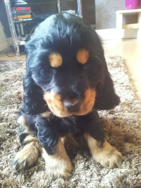 Black and Tan Cocker Spaniel puppy sitting on the carpet