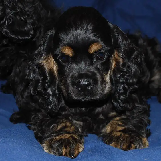 Black and Tan Cocker Spaniel puppy lying on the bed