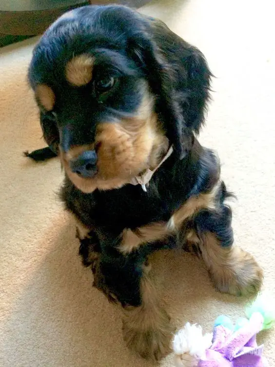 Black and Tan Cocker Spaniel puppy sitting on the floor looking on its side