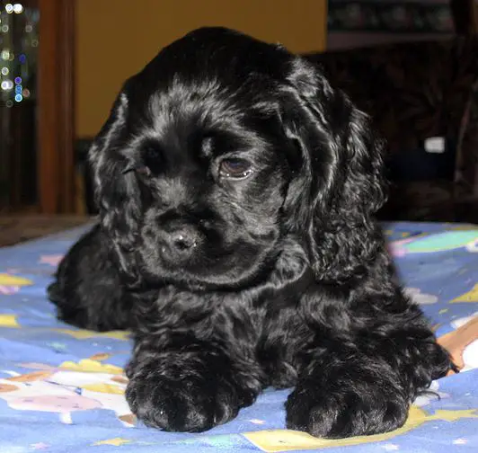  Black Cocker Spaniel puppy resting on the bed while looking down