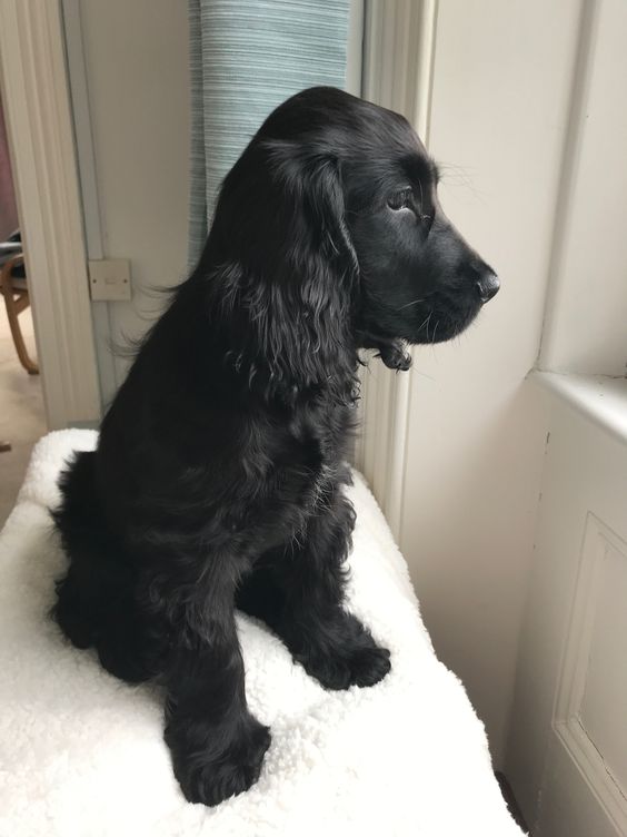  Black Cocker Spaniel dog with medium length thick hair sitting in the bathroom