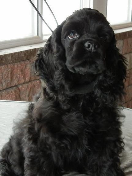  Black Cocker Spaniel puppy with thick curly hair with its sad face
