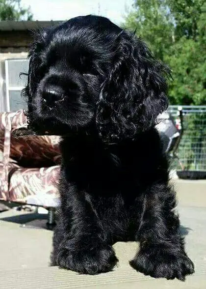  Black Cocker Spaniel puppy with medium length curly, glossy thick hair