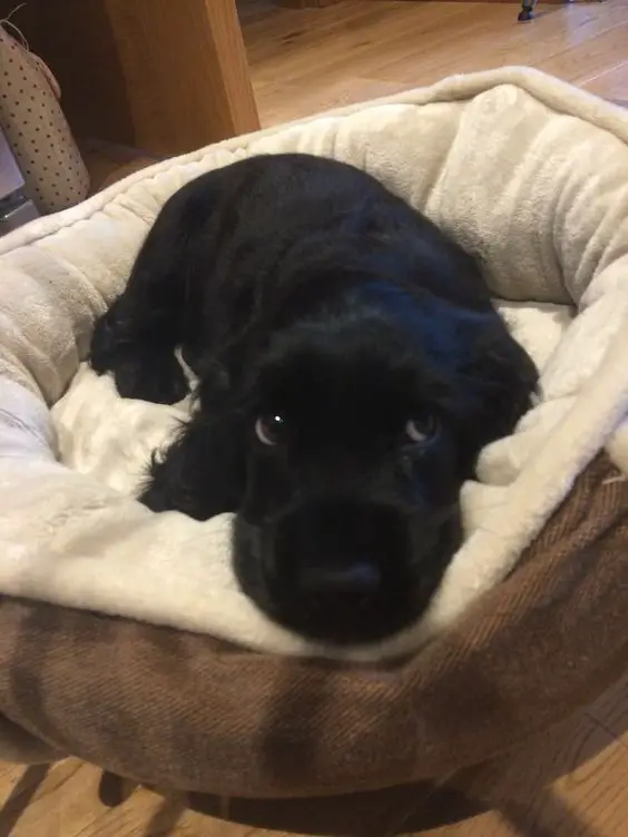  Black Cocker Spaniel puppy lying on its bed witg its begging eyes