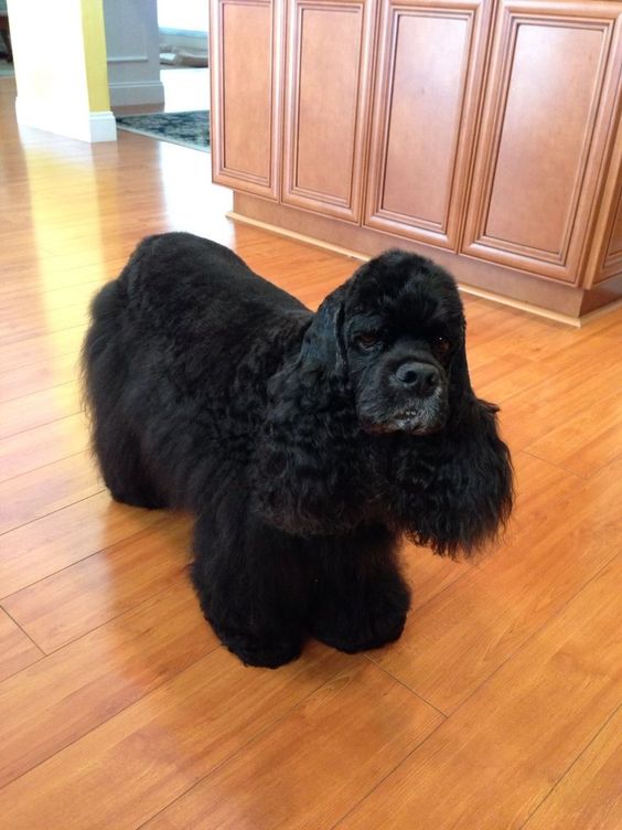  Black Cocker Spaniel with grumpy face