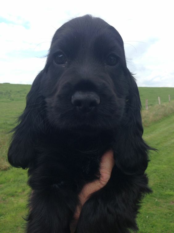  Holding Black Cocker Spaniel puppy against the sky and green grass