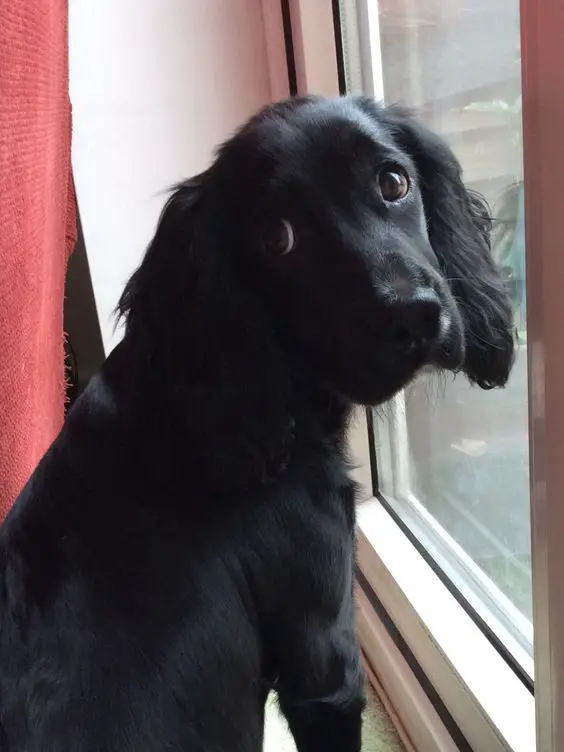  Black Cocker Spaniel by the window with its sad face
