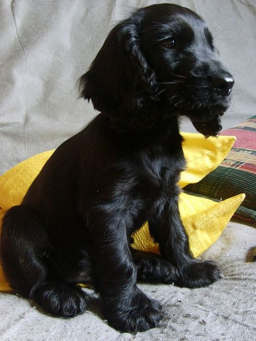 sitting Black Cocker Spaniel puppy