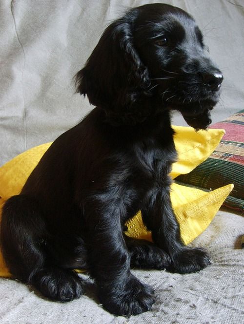 sitting Black Cocker Spaniel puppy