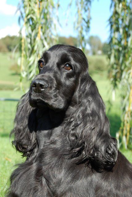  Black Cocker Spaniel with long silky, curly hair