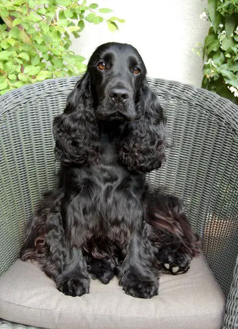  Black Cocker Spaniel with long thick, curly, and glossy hair on its ears and all over its body sitting on a chair