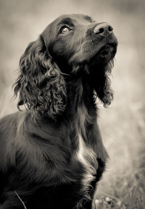  Black Cocker Spaniel with medium length curly hair on its ears looking up