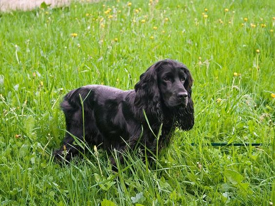  Black Cocker Spaniel walking in the long green grass