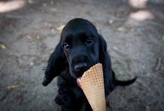  Black Cocker Spaniel puppy eating icecream