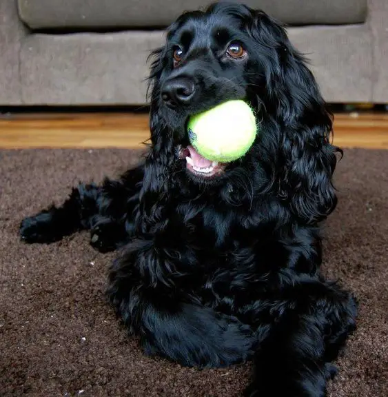  Black Cocker Spaniel resting on the floor with ball on its mouth, it has a long and curly hair on its ears and its body has a  medium length coat