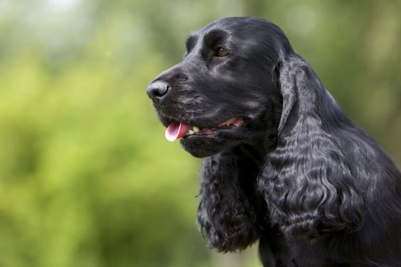 Black Cocker Spaniel with a long, curly and glossy hair while its tongue is sticking out