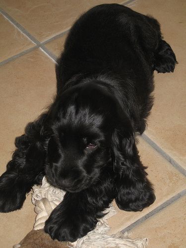 black Cocker  spaniel puppy lying on the ground