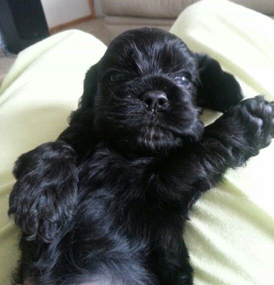  Black Cocker Spaniel puppy lying on its back while its paws are raised