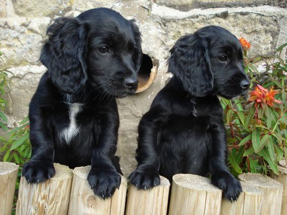  Black Cocker Spaniel puppies in the garden