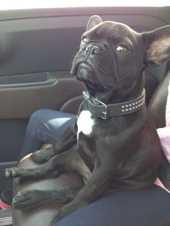 A black French Bulldog sitting in the passenger seat