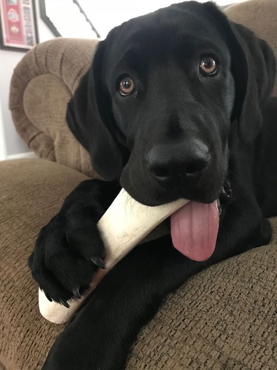 black Labrador on the couch chewing something