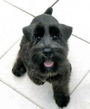 excited  black miniature Schnauzer