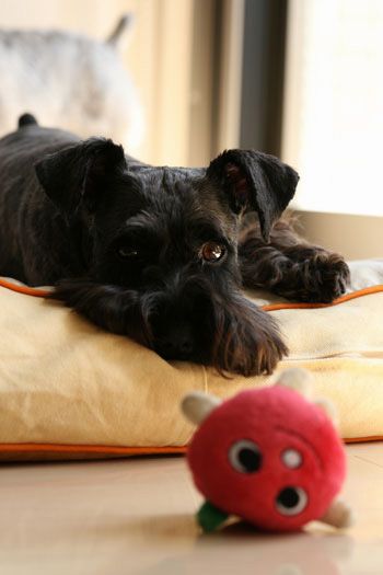 black miniature Schnauzer sitting on the cushion with a toy