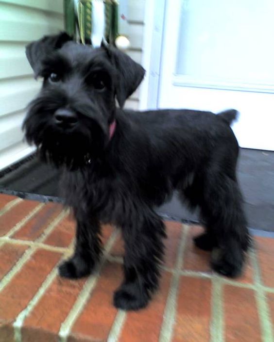 black miniature Schnauzer outdoors