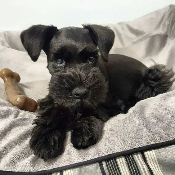 black miniature Schnauzer resting on the couch with its bone chew toy