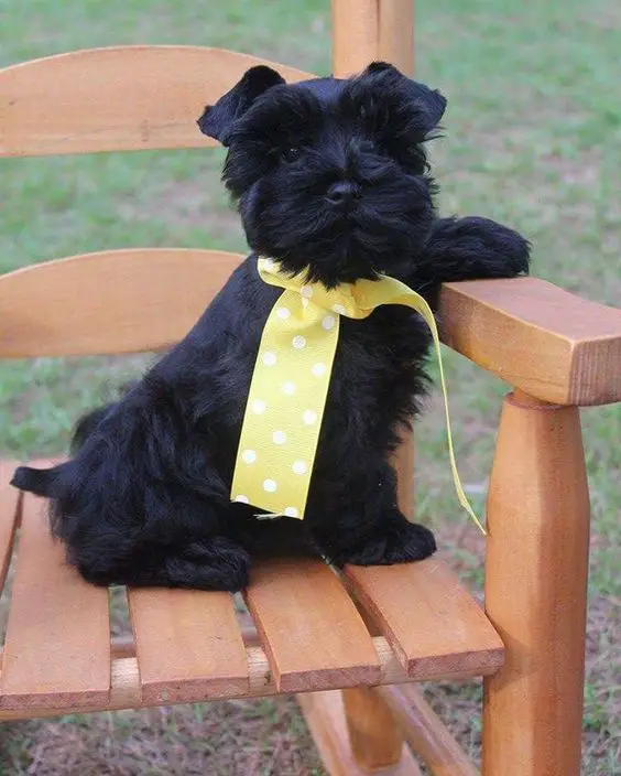 black miniature Schnauzer sitting on the chair with its polka dots neck tie outdoors