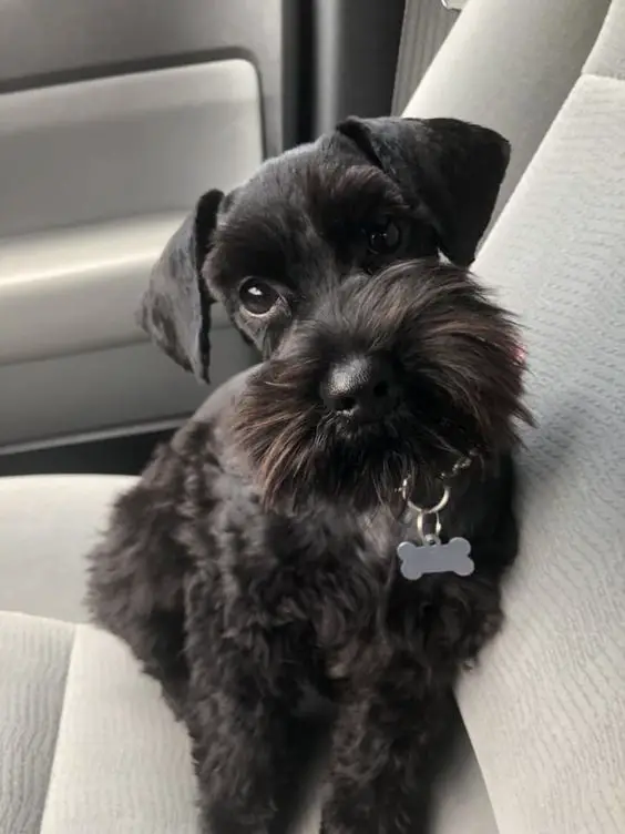 black miniature Schnauzer sitting in the car with its adorable face