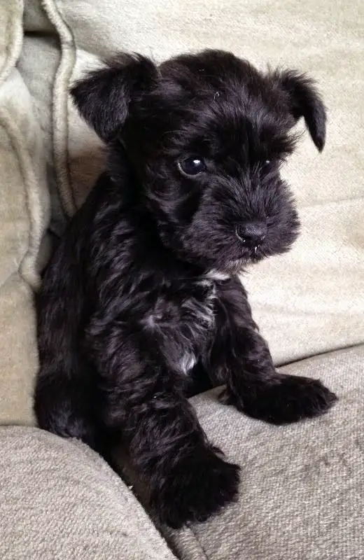 black miniature Schnauzer sitting on the couch