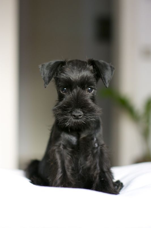 black Schnauzer sitting on the bed with its adorable face